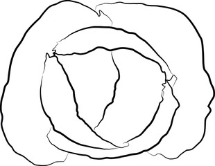 cabbage head contour lines drawn, drawing
