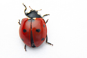 Beautiful ladybug on leaf defocused background