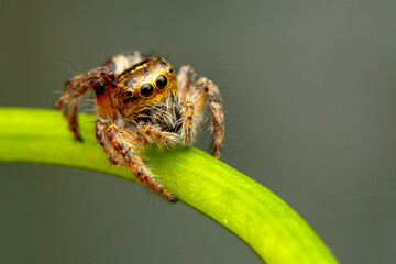 Close up  beautiful jumping spider  