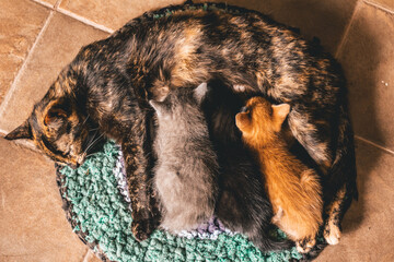 Top view of an adorable Tortoiseshell cat lying on the mat while breastfeeding the kittens