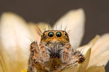 Foto auf Acrylglas Antireflex Close up  beautiful jumping spider   © blackdiamond67