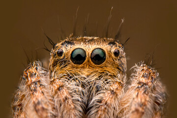 Close up  beautiful jumping spider  
