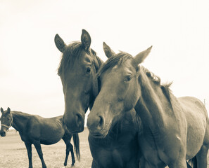 Two horses portrait close up in the heard, black and white photo.