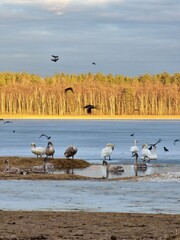 birds at sunset at lake