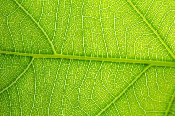 Fototapeta na wymiar Nature and light Background image blur green tones