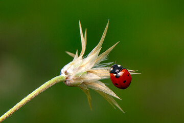 Beautiful ladybug on leaf defocused background