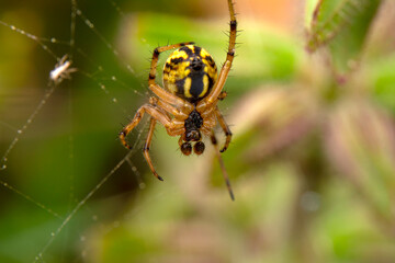 Beautiful spider on a spider web 