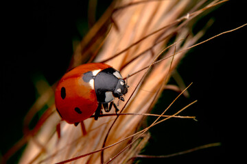Beautiful ladybug on leaf defocused background