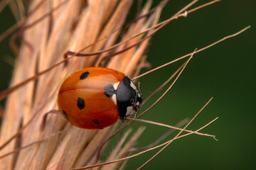 Beautiful ladybug on leaf defocused background