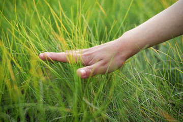 Child hand touching grass. Background with copy space.