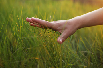 Child hand touching grass. Background with copy space.