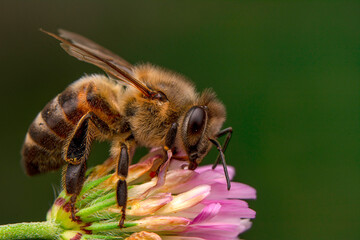 Beautiful ladybug on leaf defocused background