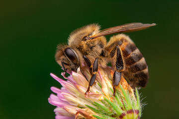 Close Up  beautiful  Bee macro in green nature 