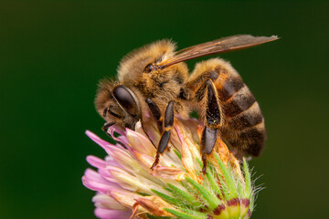 Close Up  beautiful  Bee macro in green nature 