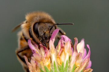 Close Up  beautiful  Bee macro in green nature 