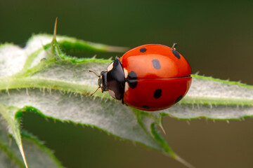 Beautiful ladybug on leaf defocused background