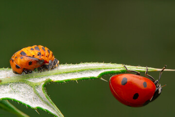 Beautiful ladybug on leaf defocused background