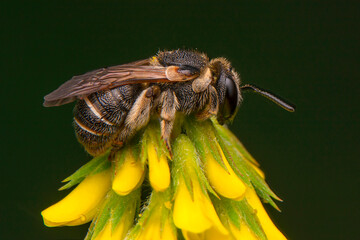 Close Up  beautiful  Bee macro in green nature 