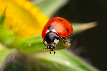 Beautiful ladybug on leaf defocused background