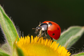 Beautiful ladybug on leaf defocused background