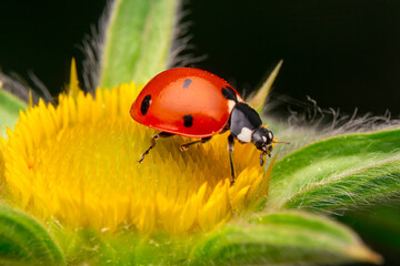 Beautiful ladybug on leaf defocused background