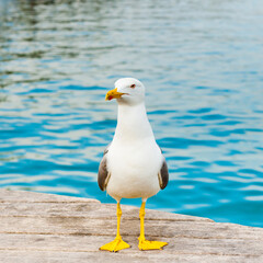 Obraz premium Birds. Sea gull on a pier close to the water in sunny day