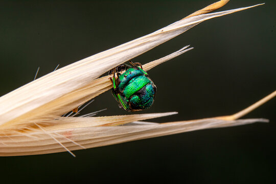 Macro shots, Beautiful nature scene. Closeup beautiful Housefly sitting on the flower in a summer garden.