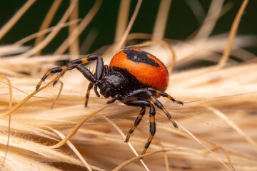 Beautiful spider on a spider web 