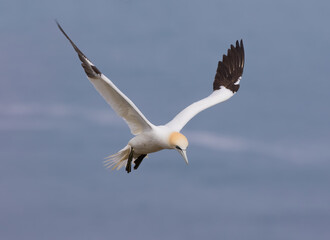 Northern Gannet (Morus bassanus) In Flight Hovering