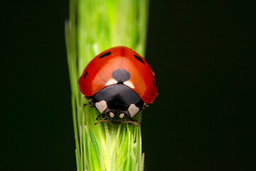 Beautiful ladybug on leaf defocused background