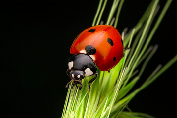 Beautiful ladybug on leaf defocused background