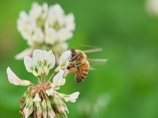シロツメクサにとまった蜜蜂
