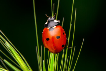Beautiful ladybug on leaf defocused background