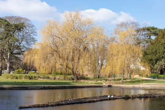 Spring time with eeping willow trees near a lake