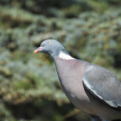 pigeon