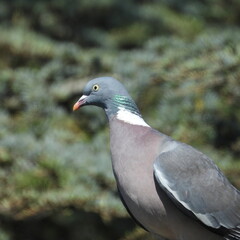 pigeon