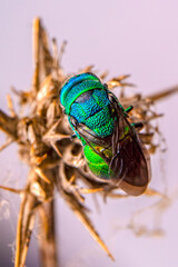 Macro shots, Beautiful nature scene. Closeup beautiful Housefly sitting on the flower in a summer garden.