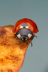 Beautiful ladybug on leaf defocused background