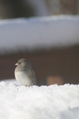 Dark eyed junco on the snow