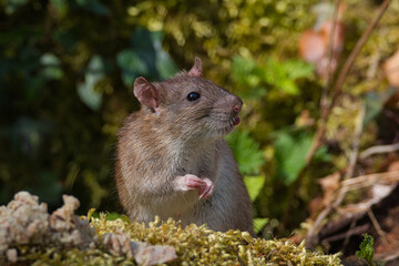 Wanderratte beim Essen