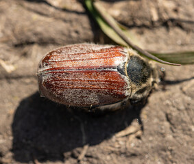 brown beetle on the ground