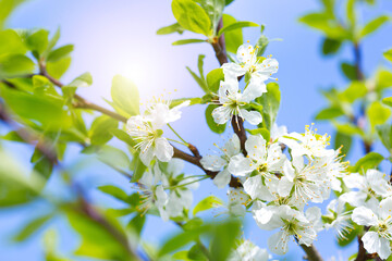 Blossom cherry branch isolated on blue sky background.
