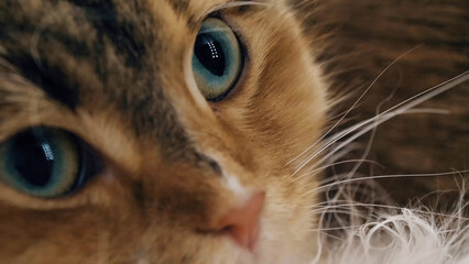 Cat with huge blue eyes. Cat's eye macro