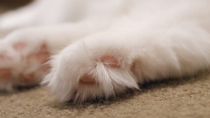 Fototapeta premium White fluffy cat paws without claws on carpet. Pink cat pads.