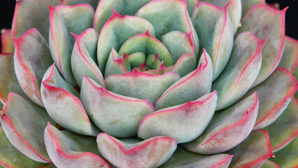 Fototapeta premium Close-up of echevaria elegance succulent plant