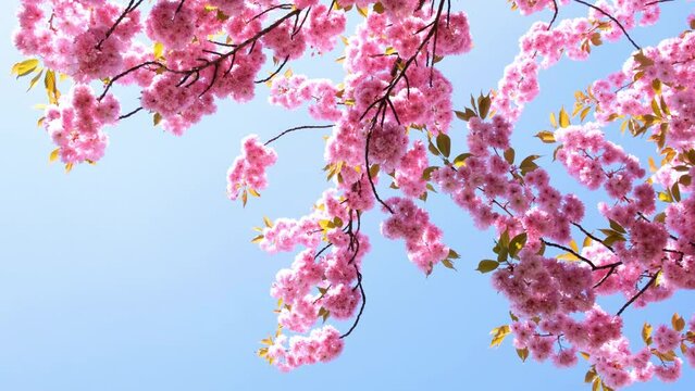 Dreamy pink cherry blossom branches gently moving in the wind, blue sky, morning sun.