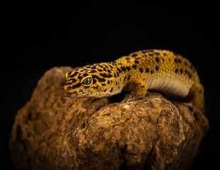 Leopard Gecko