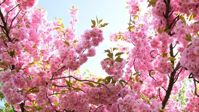 Dense, pink cherry blossom tree, gently moving, filled with morning sunshine.