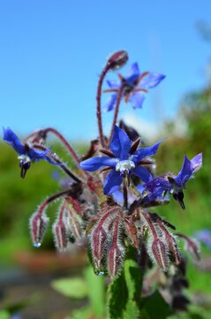 ルリヂシャ Images Browse Stock Photos Vectors And Video Adobe Stock