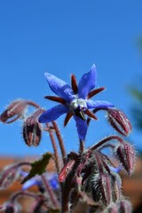 春に咲くハーブ「ボリジ」